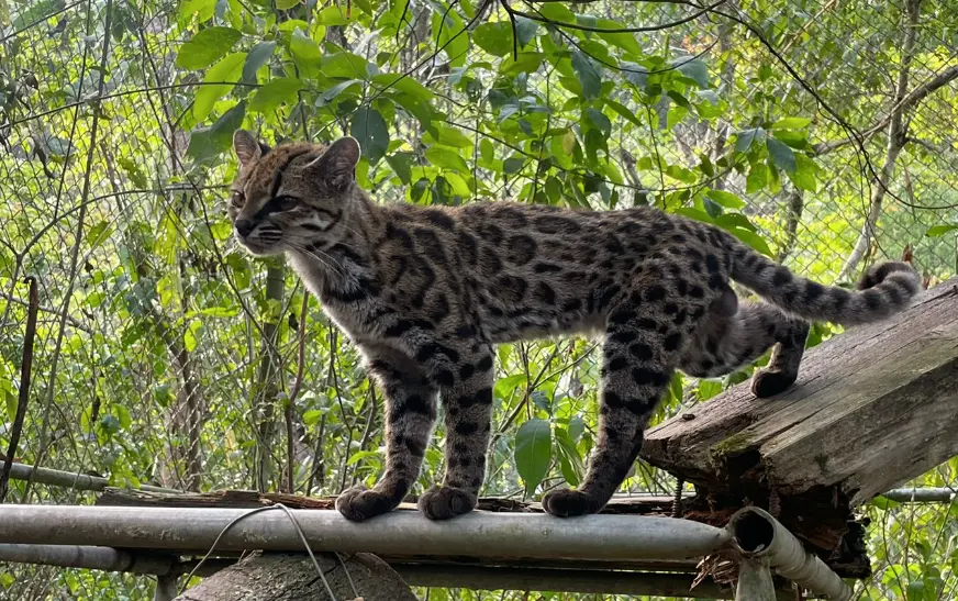 Tilcayo: The Little Wildcat the Yungas Had Known All Along